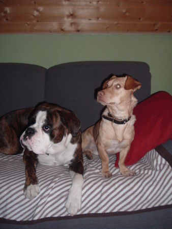Boxer Hunde Foto 27949 Boxer Diabo und Spike