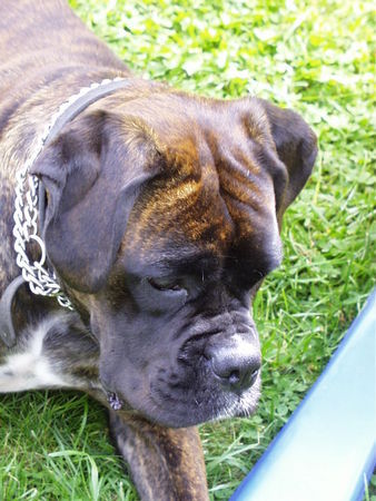 Boxer Hunde Foto 30671 Boxer Luna