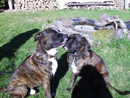 Boxer Hunde Foto 30661 Boxer Boxerhündin Luna mit Freund Pinto