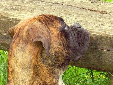 Boxer Hunde Foto 43260 Boxer na, was ist denn da ??