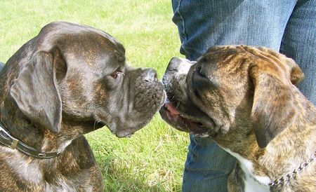 Boxer Hunde Foto 42892 Boxer Na Du !