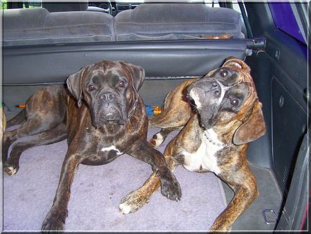 Boxer Hunde Foto 42893 Boxer