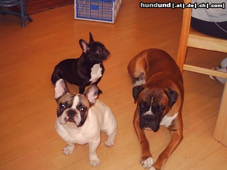 Boxer Ole,Chaplin und Mücke