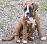 Boxer Hunde Foto 10674 in höherer Auflösung ansehen Boxer Eyk von der Halbe mit 10 Wochen