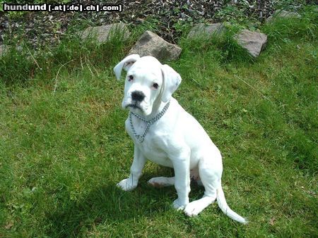 Boxer Hunde Foto 12527 Boxer Flocke, eine weisse Boxerhündin!!!