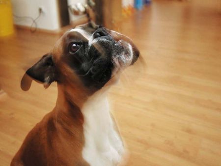 Boxer Hunde Foto 26872 in höherer Auflösung ansehen Boxer Boxermädchen