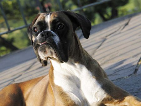Boxer Hunde Foto 26875 in höherer Auflösung ansehen Boxer Boxermädchen