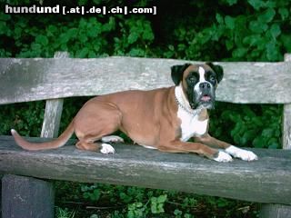 Boxer Hunde Foto 15065 Boxer Ornelaa Wayk
