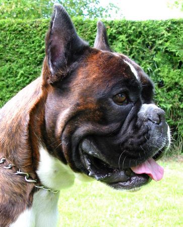 Boxer Hunde Foto 40593 in höherer Auflösung ansehen Boxer fargo von reichersberg