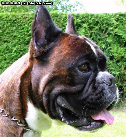 Boxer Hunde Foto 9285 Boxer Fargo v. Reichersberg