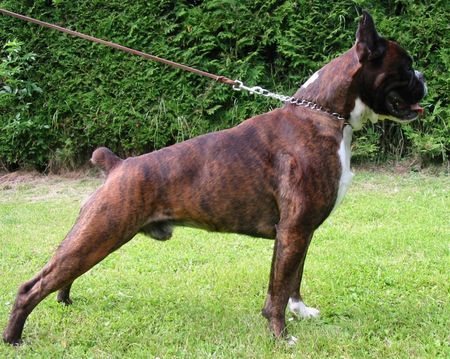 Boxer Hunde Foto 40594 in höherer Auflösung ansehen Boxer fargo von reichersberg