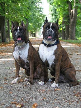 Boxer Hunde Foto 29834 Boxer Felisa und Fargo von Reichersberg