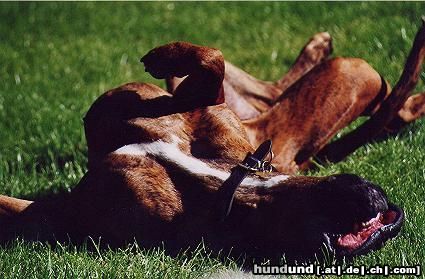 Boxer Hunde Foto 14339 Boxer Jana