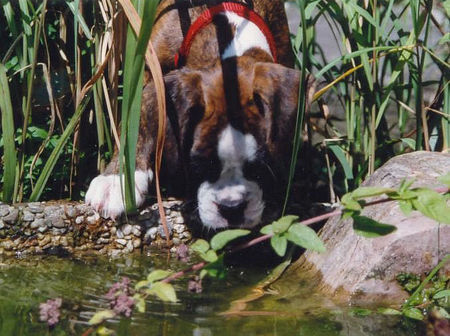 Boxer Hunde Foto 30749 Boxer Wo ist denn der Fisch oder Frosch ?