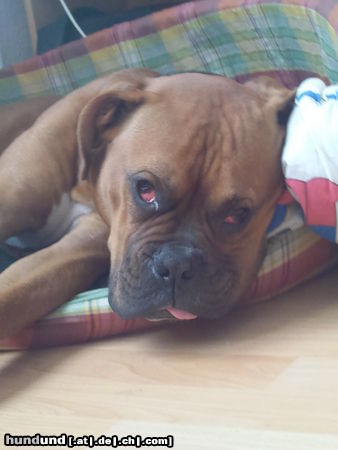 Boxer Hunde Foto 44886 in höherer Auflösung ansehen Boxer Odin