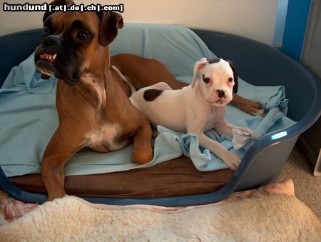 Boxer Hunde Foto 24925 in höherer Auflösung ansehen Boxer suzy und cora