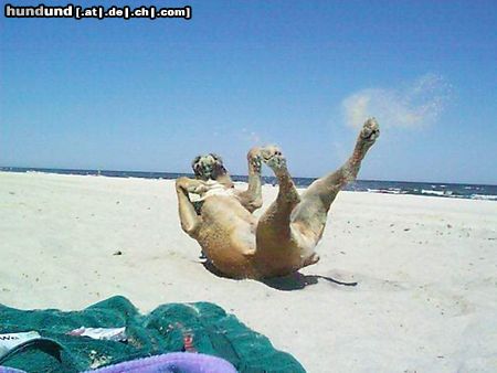 Boxer Hunde Foto 8133 Boxer Hugo Ostsee
