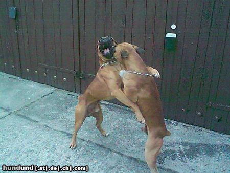 Boxer Hugo´s Begrüßungen..