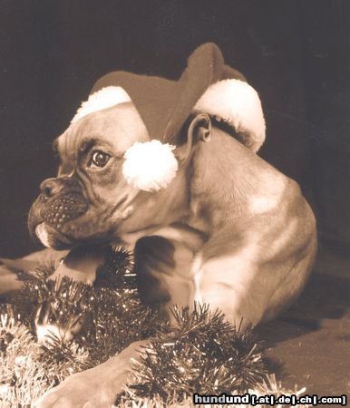 Boxer Hunde Foto 6779 Boxer Henry - gaaanz skeptisch