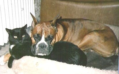 Boxer Hunde Foto 33411 Boxer Ohne Worte