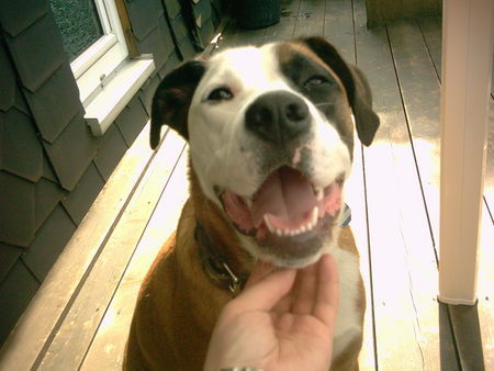 Boxer Hunde Foto 31880 in höherer Auflösung ansehen Boxer Smile Buffy