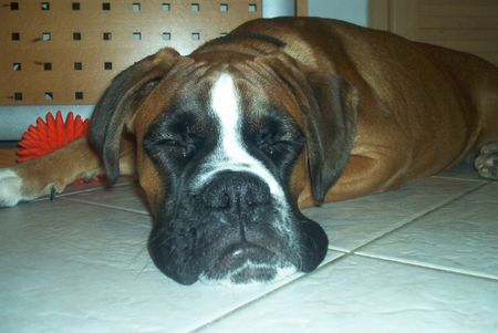 Boxer Hunde Foto 2066 Boxer Xanthos von der Grafschaft Lamberg