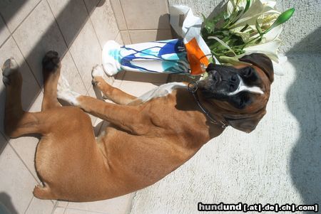 Boxer Xanthos von der Grafschaft Lamberg