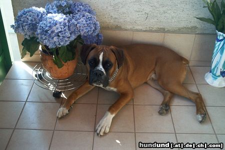 Boxer Xanthos von der Grafschaft Lamberg