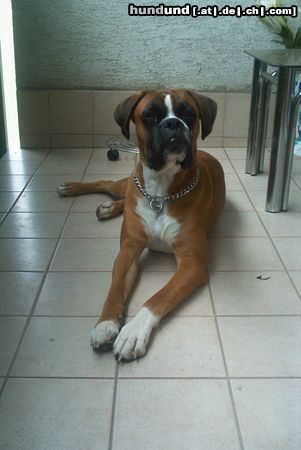 Boxer Hunde Foto 7127 Boxer Xanthos von der Grafschaft Lamberg