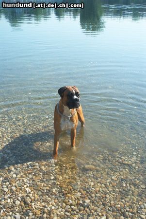 Boxer Hunde Foto 7129 Boxer Xanthos von der Grafschaft Lamberg