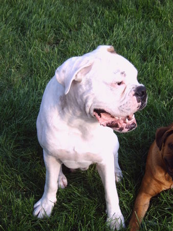 Boxer Hunde Foto 39214 in höherer Auflösung ansehen Boxer Cesco