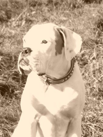 Boxer Hunde Foto 35854 in höherer Auflösung ansehen Boxer das ist unser Cesco