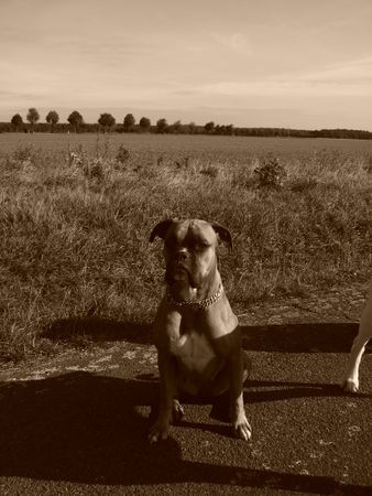 Boxer Hunde Foto 35874 in höherer Auflösung ansehen Boxer Unsere kleine Prinzessin