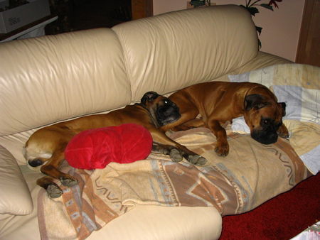 Boxer Hunde Foto 41430 in höherer Auflösung ansehen Boxer Links der Vater und rechts der Sohn,tolle