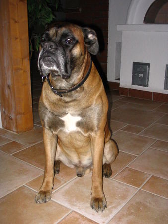 Boxer Hunde Foto 41433 in höherer Auflösung ansehen Boxer Unser lieber Aron,der beste Freund auf der Welt !