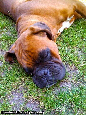 Boxer Hunde Foto 44934 in höherer Auflösung ansehen Boxer