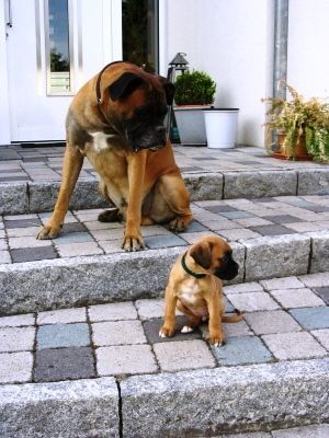 Boxer Hunde Foto 41429 Boxer So klein und doch bald so groß !