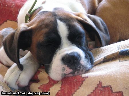 Boxer Hunde Foto 11815 Boxer Biene
