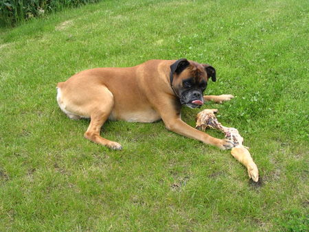Boxer Hunde Foto 41431 in höherer Auflösung ansehen Boxer Was nicht passt wird passend gemacht ! Von Aron