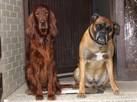 Boxer Hunde Foto 41432 in höherer Auflösung ansehen Boxer Alles klar mein Freund ? ! Aron und sein bester Kumpel