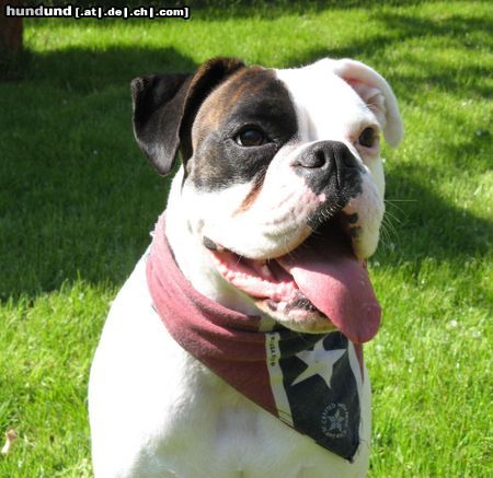 Boxer Hunde Foto 45131 in höherer Auflösung ansehen Boxer Weißer Boxer \