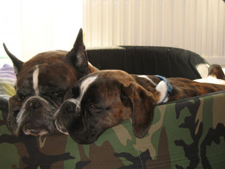 Boxer Hunde Foto 40542 in höherer Auflösung ansehen Boxer Fargo Bonsai