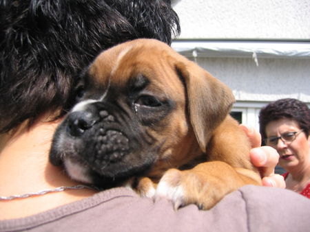 Boxer Hunde Foto 39969 in höherer Auflösung ansehen Boxer Lennox in den Babyschuhen