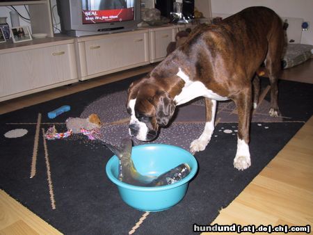 Boxer Hunde Foto 15155 in höherer Auflösung ansehen Boxer Blou
