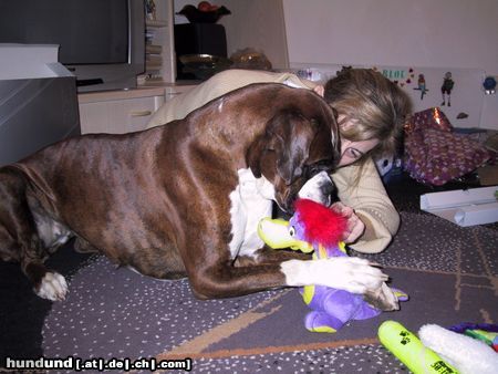 Boxer Hunde Foto 15154 in höherer Auflösung ansehen Boxer Blou