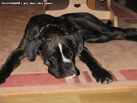 Boxer Dexter vom Fuchsort