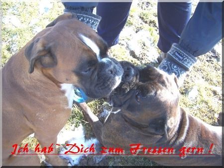 Boxer Hunde Foto 30126 Boxer Ich hab Dich zum Fressen gern !
