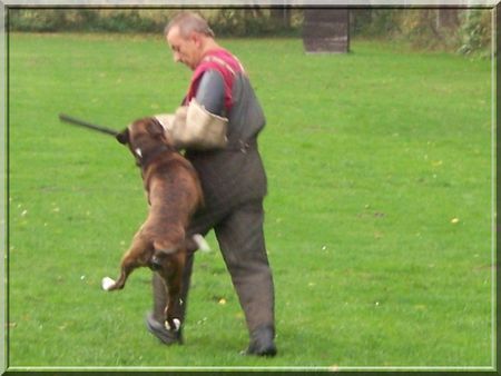 Boxer Hunde Foto 29923 Boxer Ich laß Dich nicht los