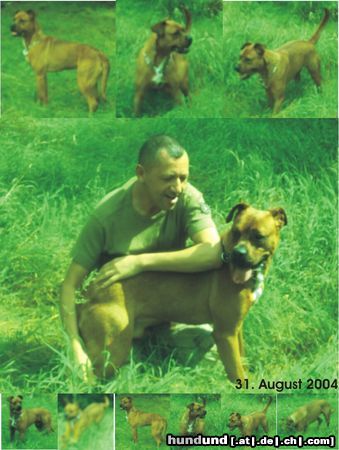 Boxer Hunde Foto 14402 Boxer Basco - Im grünen