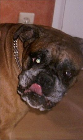 Boxer Hunde Foto 28953 in höherer Auflösung ansehen Boxer Rocky
